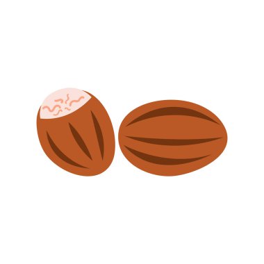 Beyaz arka planda izole edilmiş Nutmeg vektör illüstrasyonu, sağlıklı ve vejetaryen beslenme hakkında broşürler basılırken ambalaj tasarımı unsuru olarak kullanılabilir..
