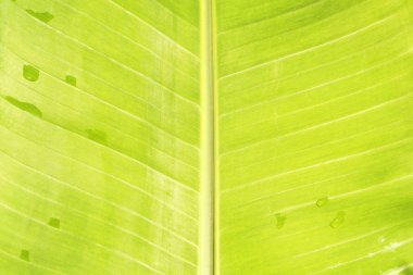 yeşil muz yaprak dokusu 