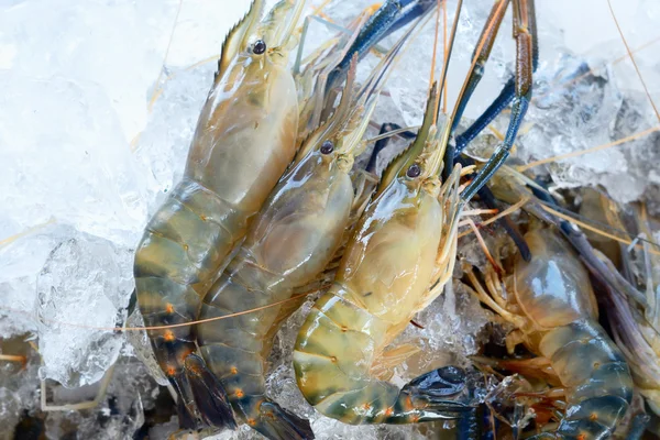 Udang, udang sungai umum Stok Lukisan  