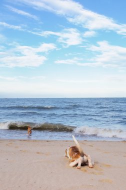 Kumsaldaki köpekler.