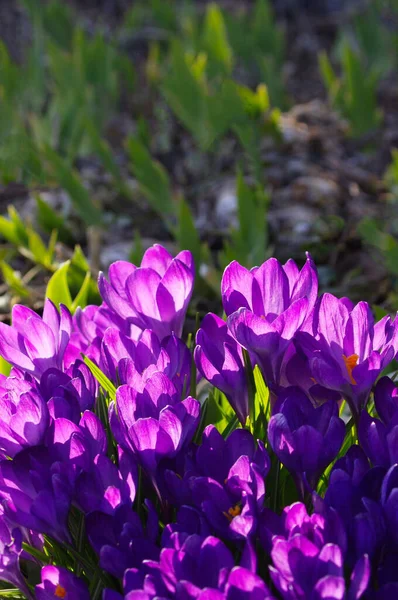 Primer Plano Flores Cocodrilo Primavera Púrpura Con Espacio Copia —  Fotos de Stock