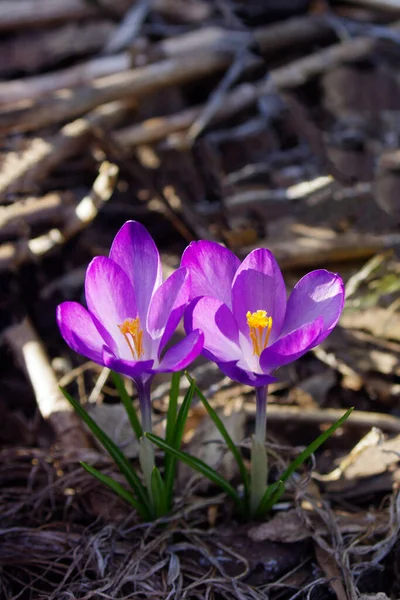 Primer Plano Par Flores Cocodrilo Primavera Púrpura Con Espacio Copia —  Fotos de Stock