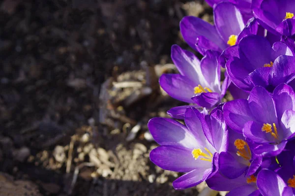 Fotokopi Alanı Olan Mor Bahar Çiçeklerini Kapat — Stok fotoğraf