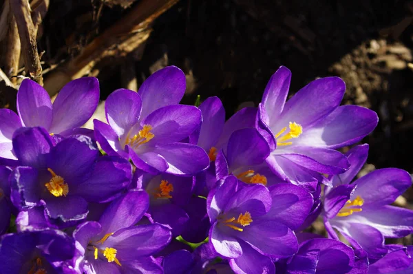 Primer Plano Flores Cocodrilo Primavera Púrpura Con Espacio Copia —  Fotos de Stock
