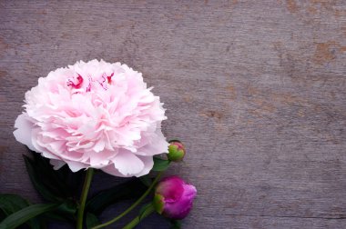 Kırsal ahşap arka planda, fotokopi alanı olan güzel pembe çiçekli şakayık çiçeği.