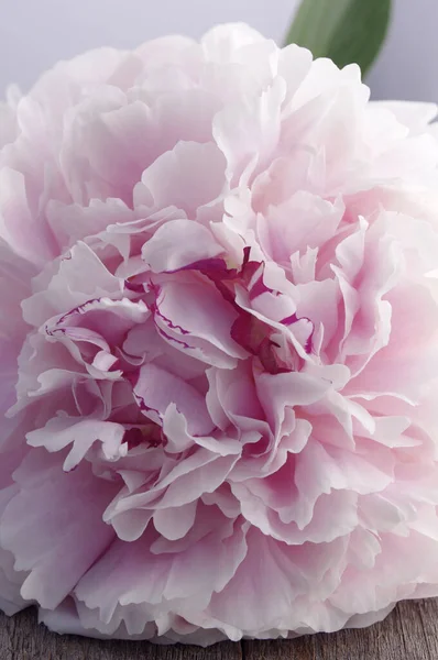Zblízka Krásné Růžové Plnokvěté Pivoňka Květiny — Stock fotografie
