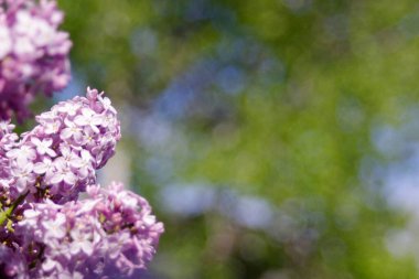 Fotokopi alanı olan bulanık yeşil arkaplanda mor leylak çiçekleri demeti