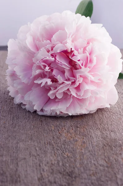 Krásný Růžový Plnokvětý Pivoňka Květina Venkovním Dřevěném Pozadí Kopírovacím Prostorem — Stock fotografie