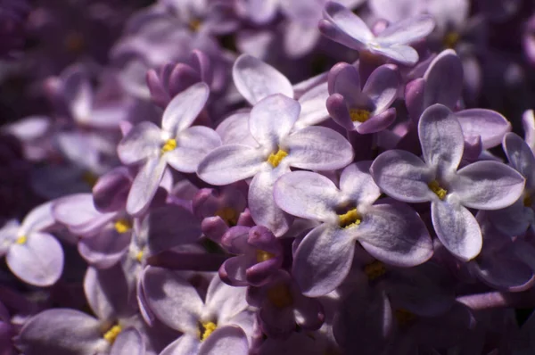 Ramo Flores Lila Púrpura Sobre Fondo Verde Borroso Con Espacio —  Fotos de Stock