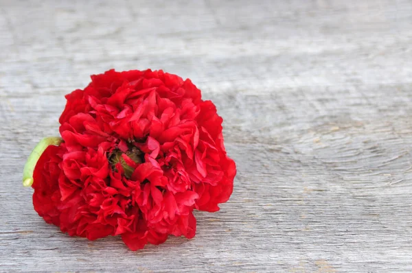 Plný Červený Mák Květ Květ Venkovním Dřevěném Pozadí Kopírovacím Prostorem — Stock fotografie