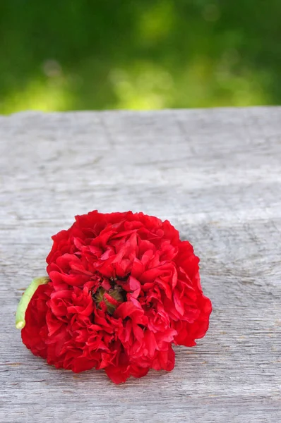Πλήρη Κόκκινο Λουλούδι Παπαρούνας Ανθίσει Ρουστίκ Ξύλινο Φόντο Αντίγραφο Χώρο — Φωτογραφία Αρχείου