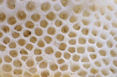 Mercan beyaz deniz kabuğu arka planında delikler