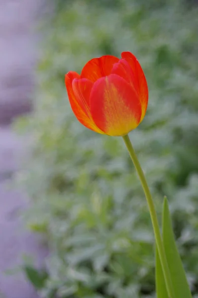 Tulipán Primavera Naranja Amarillo Sobre Fondo Verde Claro —  Fotos de Stock