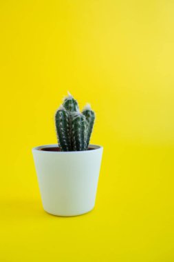 Sarı arka planda bir tencerede kaktüs