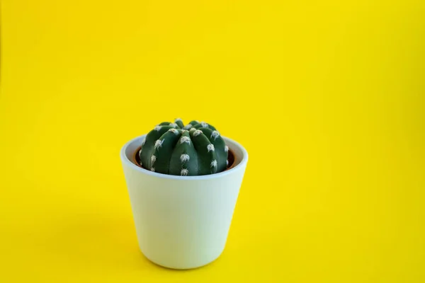 Cacto em um pote sobre um fundo amarelo — Fotografia de Stock