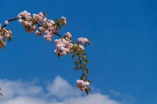 Çiçek açan bir ağacın kemerli dalında soluk pembe çiçekler ve yeşil yapraklar mavi gökyüzü ve bulutların arka planında