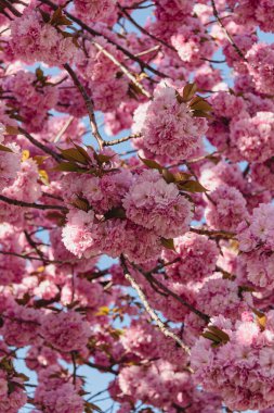 Sakura geçmişi. Çiçek açan kiraz ağacı duvar kağıdı. Çiçek açıyor. Pembe bahar çiçekleri. Mavi gökyüzü.