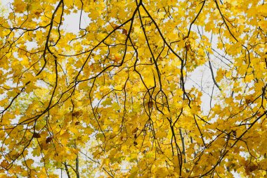 Dal dokusunda sarı yapraklar. Yakın ağaçlar. Sonbahar doğası. 