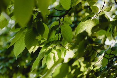 Yeşil yapraklı duvar kağıdı. Yumuşak odak arkaplanı. Güneş ışınları. Yaz Bokeh.