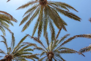 Mavi güneşli gökyüzünün arka planında palmiye ağaçları. Yaz arkaplanı.