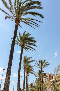 Mavi güneşli gökyüzünün arka planında palmiye ağaçları. Yaz arkaplanı.