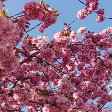 Sakura geçmişi. Çiçek açan kiraz ağacı duvar kağıdı. Çiçek açıyor. Pembe bahar çiçekleri. Mavi gökyüzü.