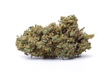 Beyaz arka planda izole edilmiş marihuana çiçeği. Kenevir fabrikasını kapatın..