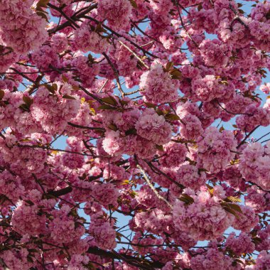 Çiçek açan kiraz ağacı duvar kağıdı. Sakura geçmişi. Çiçek açıyor. Pembe bahar çiçekleri. Mavi gökyüzü.