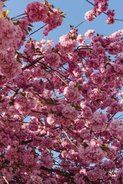 Sakura geçmişi. Çiçek açan kiraz ağacı duvar kağıdı. Çiçek açıyor. Pembe bahar çiçekleri. Mavi gökyüzü.