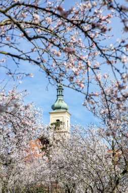 Petrin Park Prag 'daki mavi gökyüzünün altındaki tarihi bir kilise kulesini süsleyen kiraz dalları. Bahar manzarası narin çiçekler ve geleneksel mimariyi barışçıl bir ortamda birleştiriyor..
