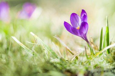 Mor erken Çiğdem çiçeği bahar yeşil çim ile