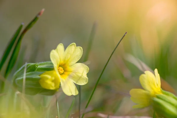 Gele bloesem van gemeenschappelijke cowslip — Stockfoto