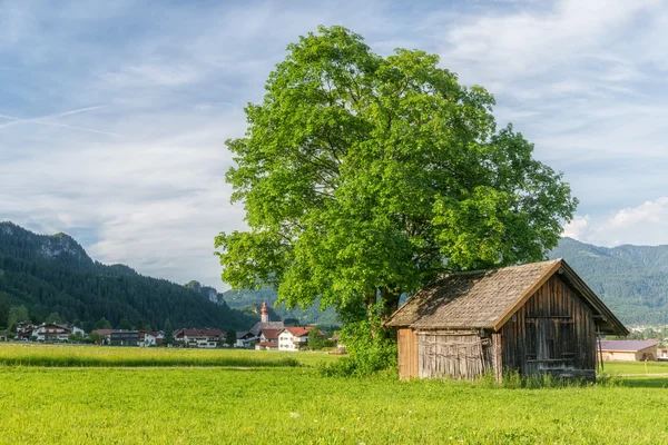 Huge tree next to old wooden house — Stock Photo, Image