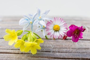 fresh spring flowers on wood with white background