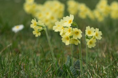 ilkbaharda ortak cowslip primula veris çiçek çiçekleri