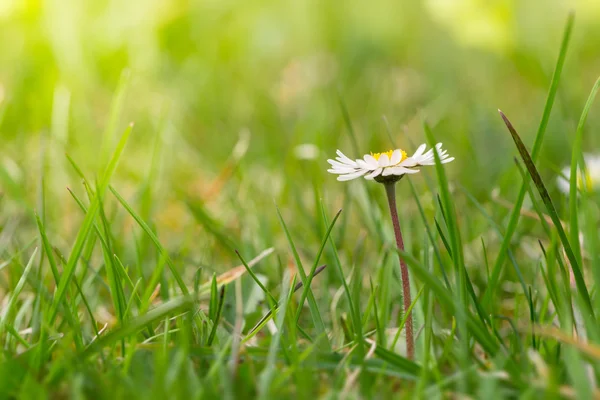 Eerste één daisy bloem op tuin gras in de lente — Stockfoto