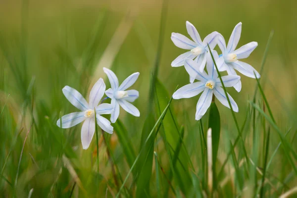 Frische gestreifte Quietsche-Blüten am Gartengras im Frühling — Stockfoto