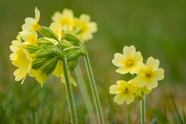 Macro de primevère fleur primula glissante à l'herbe de jardin au printemps — Photo