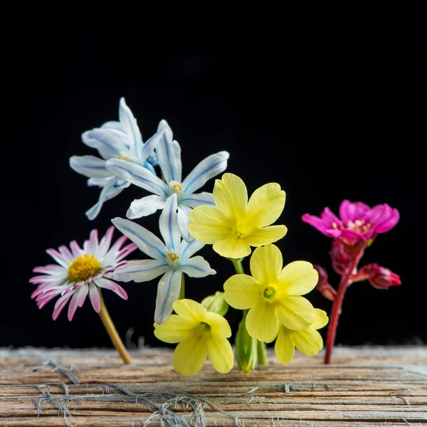 Several spring garden flowers on wood and black background — Stock Photo, Image