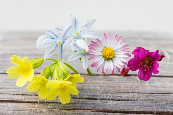 Fresh spring flowers on wood with white background — Stockfoto