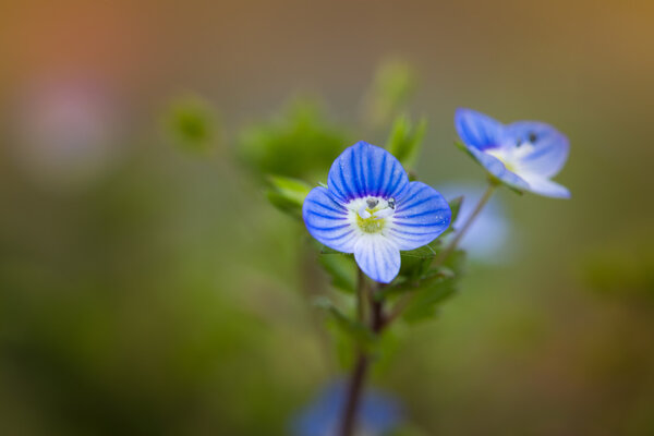 blue blossom of birdeye veronica speedwell flower at spring