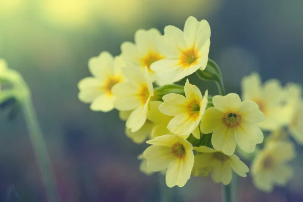 Fioriture di fiori comuni cowslip in stile vintage — Foto Stock