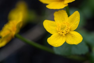 marsh marigold su damlaları ile sarı çiçek 