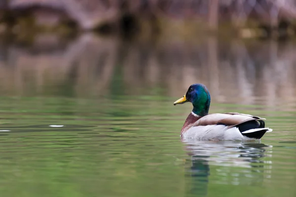 Pato drake macho nadando no lago na primavera — Fotografia de Stock