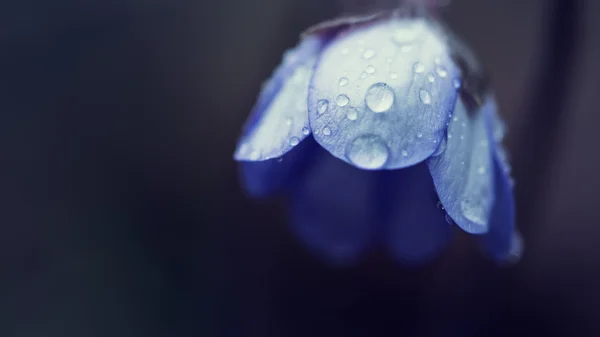 Blue blossom with water drops of geranium pratense — Stock Photo, Image