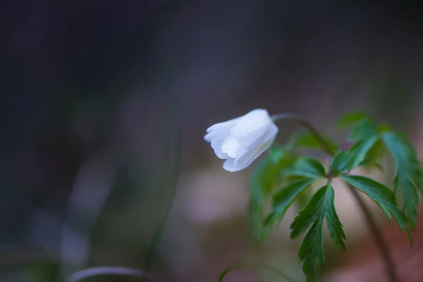 Flor cerrada de una sola flor anémona de madera blanca — Foto de Stock