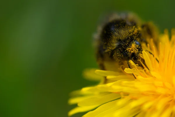 Hairy bumblebee with pollen on common dandelion flower — Stock Photo, Image