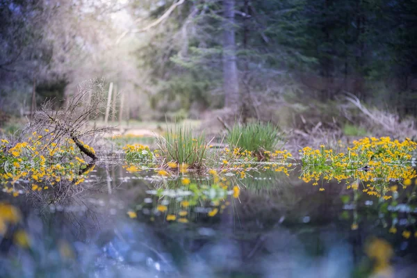 Swamp in forest with sun highlight and marsh marigold flowers — Stock Photo, Image