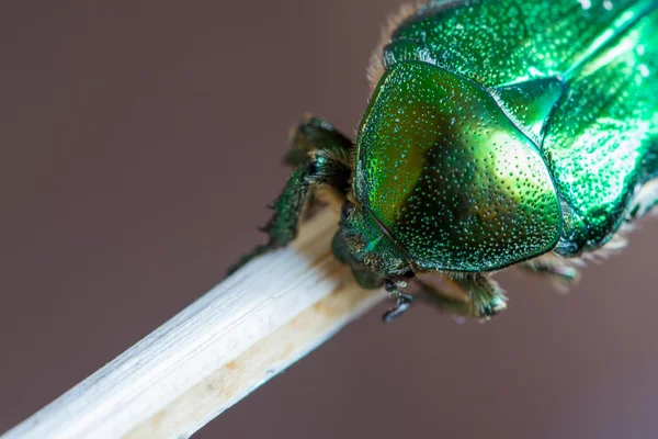 Detail der gepunkteten Armatur des grünen Smaragdkäfers — Stockfoto