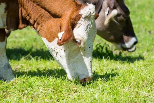 棕色白色牛奶牛放牧在新鲜绿色草甸与苍蝇 — 图库照片